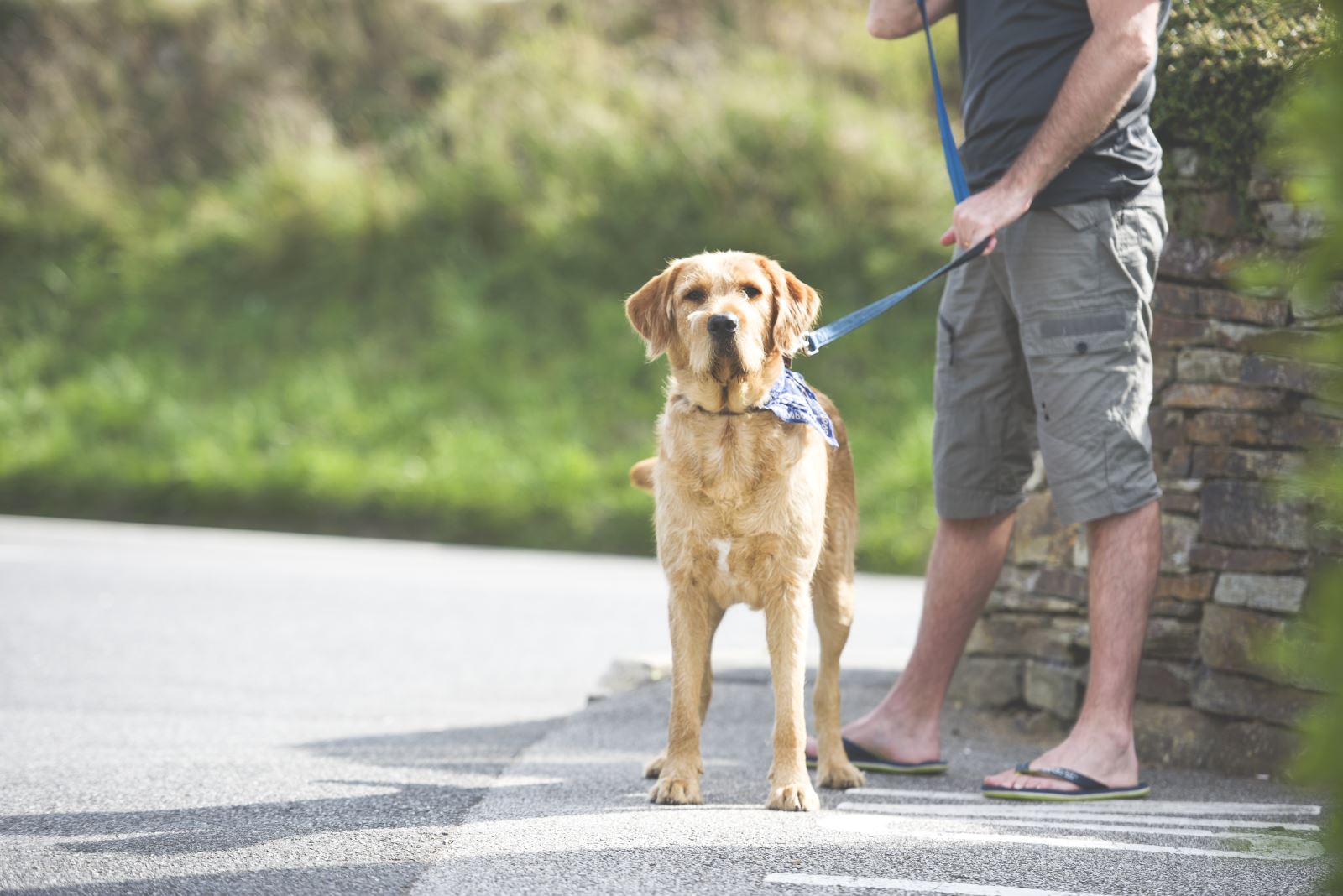 Dog Friendly Holidays in Cornwall Newquay